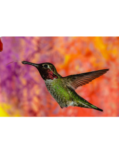 Objetivo Sigma 135mm F1.8 Art DG HSM para Sony E 2