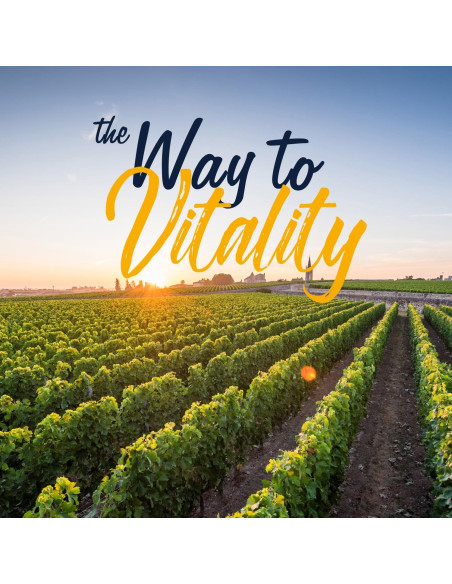 Vitalitown Vitamina B12 Metílica 5000 mcg 240 Tabletas Rápidas Vitalitown Vitamina B12 Metílica 5000 mcg 240 Tabletas Rápidas