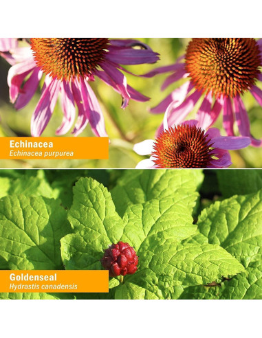 Tintura Inmunológica Herb Pharm 30 ml - Equinácea y Jengibre