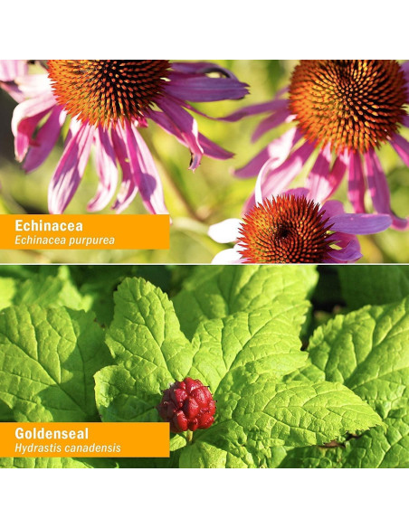 Tintura Inmunológica Herb Pharm 30 ml - Equinácea y Jengibre