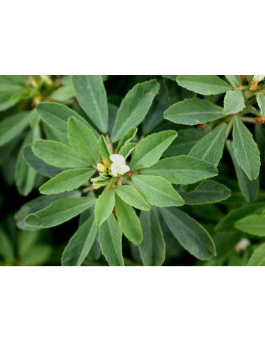 Polvo de Fenogreco Orgánico Food to Live 0.45 kg - Superalimento Vegano