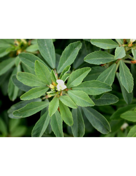 Polvo de Fenogreco Orgánico Food to Live 0.45 kg - Superalimento Vegano