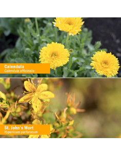 Aceite Traumatológico Herb Pharm 0.54 kg - Uso Tópico 2