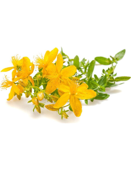 Té Suelto Hierba de San Juan 100% Natural 28.35 g Té Suelto Hierba de San Juan 100% Natural 28.35 g