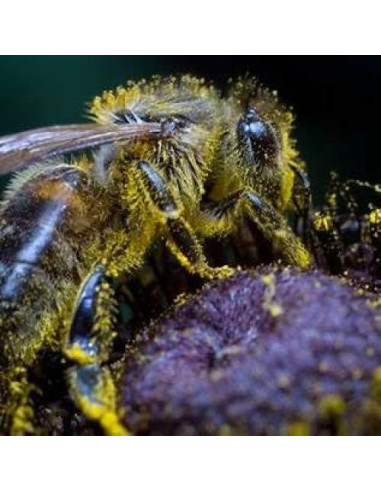 Gránulos de Polen de Abeja 100% Crudo 99g - Superalimento Nutritivo