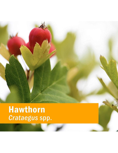 Extracto Líquido de Espino Herb Pharm 29.57 ml Orgánico