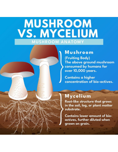 Suplemento de Champiñones Bold Botanica 60 Cápsulas