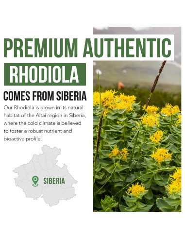 Max Strength Rhodiola Rosea 60 cápsulas - 5% Rosavins, 2% Salidroside
