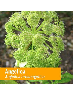 Extracto Líquido de Raíz de Angélica Orgánica Herb Pharm 30 ml 2
