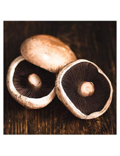 100g Micelio de Espora de Champiñón Portobello BetterFunig