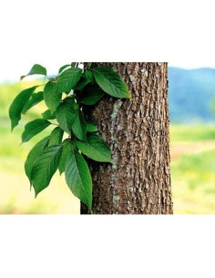 Extracto de corteza de Eucommia HelloGreen 300g en píldoras 2