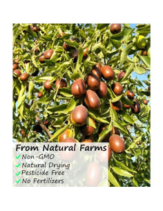 Fechas Rojas Jujube Premium 453g YILINSHA 100% Natural 2