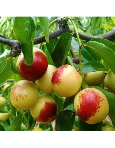 Dátiles Ácidos Jujube 368g Sin Hueso Shizong China