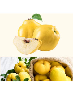 Extracto en polvo de membrillo coreano Goodlife 300g 2