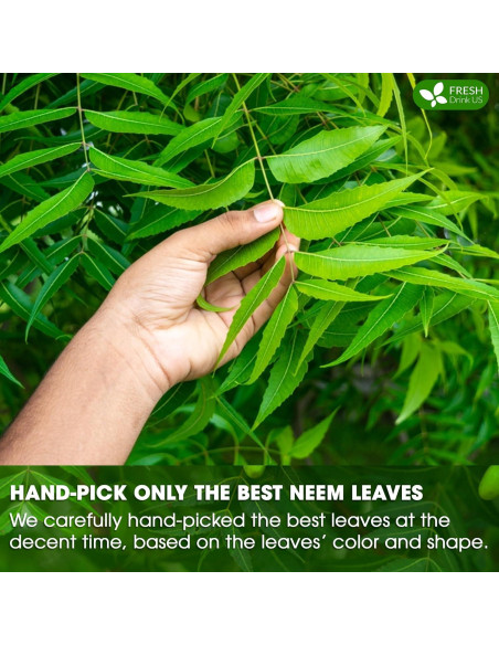 Té de Hoja de Neem FreshDrinkUS 100 Bolsitas 100% Natural Té de Hoja de Neem FreshDrinkUS 100 Bolsitas 100% Natural