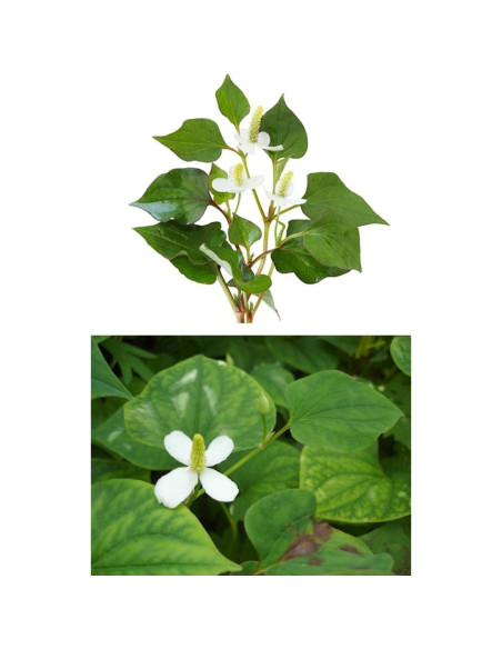 Extracto en polvo de Houttuynia Cordata Goodlife 300g