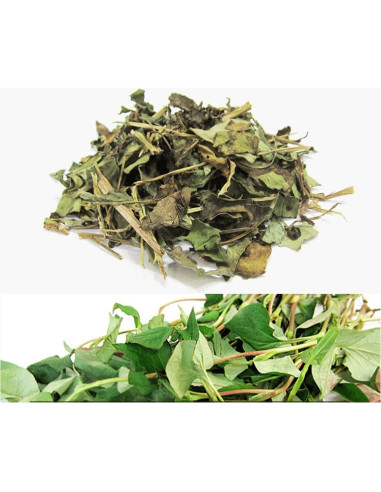 Extracto en polvo de Houttuynia Cordata Goodlife 300g