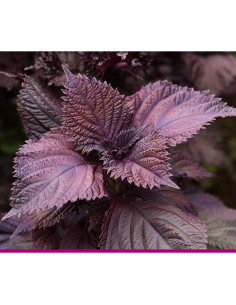 Extracto en polvo de Perilla Frutescens Goodlife 300g 2