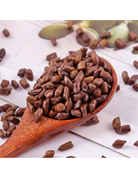 Té de Semillas de Cassia 500 g Jue Ming Zi - Sabor a Café Té de Semillas de Cassia 500 g Jue Ming Zi - Sabor a Café