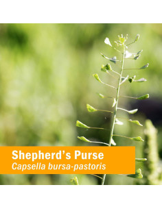 Extracto Líquido de Bolsa de Pastor Herb Pharm 30 ml Orgánico 2