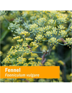 Extracto Líquido de Hinojo Orgánico Herb Pharm 29.57 ml 2