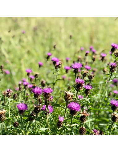 Té de Cardo Mariano AN HUI - 30 Bolsitas - Sin Cafeína