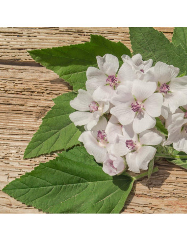 Extracto de Raíz de Malvavisco Pure Original 113.4 g - Suplemento Herbal