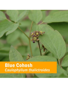 Extracto Líquido de Blue Cohosh Orgánico Herb Pharm 29.57 ml 2