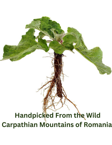 Té de raíz de bardana orgánico Wild Bliss - 75 bolsas detox