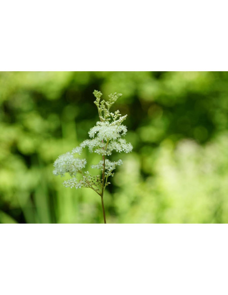 Flores Secas de Espino de los Prados Filipendula Ulmaria 35g