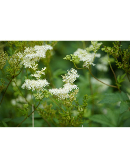 Flores Secas de Espino de los Prados Filipendula Ulmaria 35g