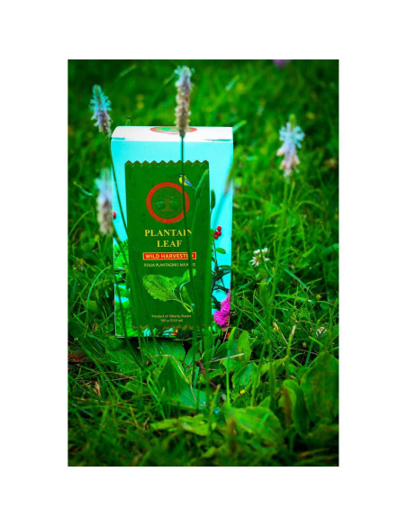 Té de Hoja de Plátano Siberiano Tesoro Siberiano 100g