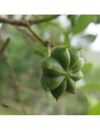 Anís Estrella Orgánico Entero Frontier Co-op 453g - Vainas Secas