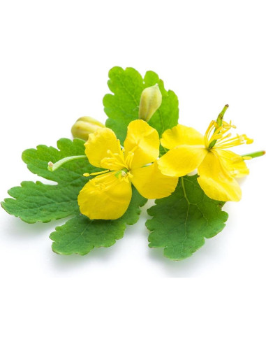 Celandina Hierba Seca Biokoma 50g Antioxidante para Verrugas