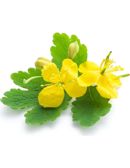 Celandina Hierba Seca Biokoma 50g Antioxidante para Verrugas