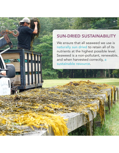 Mezcla Triple de Algas Marinas Vitaminsea 113.4 g - Dulse, Kelp y Lechuga de Mar