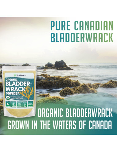 Polvo Orgánico de Algas Marinas XPRS Nutra 226.8g - Suplemento Vegano