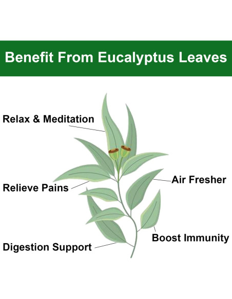 Hojas de Eucalipto Secas FullChea 114g - Sin OGM y Cafeína