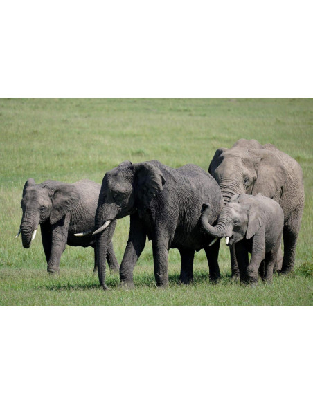 Lente Sony E 70-350mm F4.5-6.3 G OSS + Kit de Limpieza Lente Sony E 70-350mm F4.5-6.3 G OSS + Kit de Limpieza