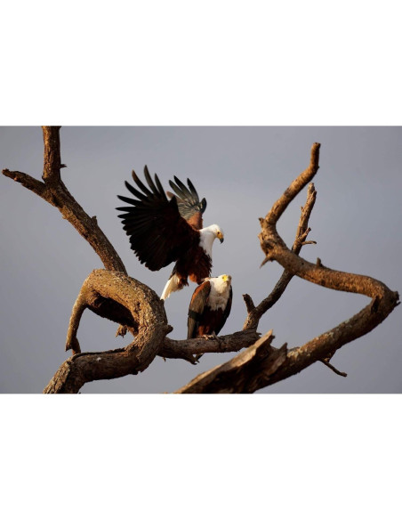 Lente Sony E 70-350mm F4.5-6.3 G OSS + Kit de Limpieza Lente Sony E 70-350mm F4.5-6.3 G OSS + Kit de Limpieza