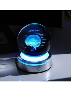 Bola de Cristal 3D Cerebro Humano 8 cm con Base LED Arikyrist 2