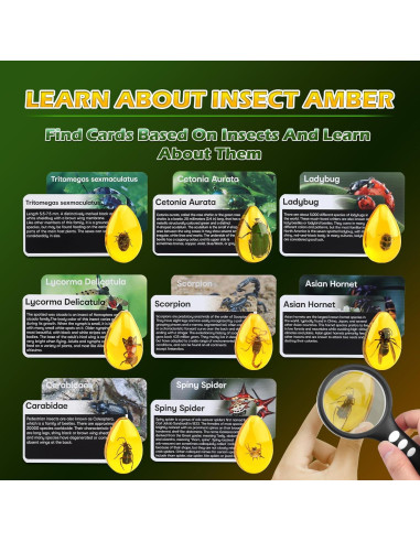 Kit de Excavación de Insectos Woumserta - 8 Especímenes