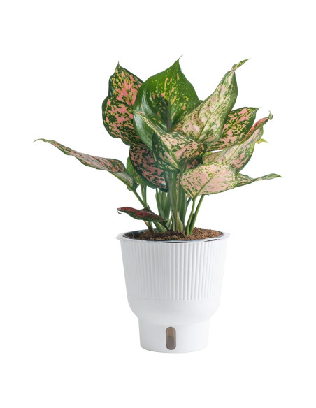 Planta Aglaonema Costa Farms en Maceta de Autorriego 50 cm Planta Aglaonema Costa Farms en Maceta de Autorriego 50 cm
