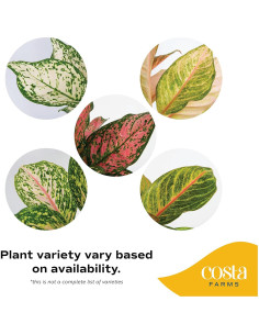 Planta Aglaonema Costa Farms en Maceta de Autorriego 50 cm 2