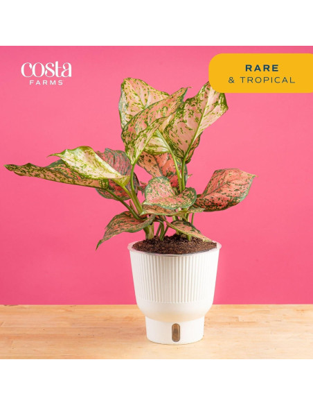 Planta Aglaonema Costa Farms en Maceta de Autorriego 50 cm Planta Aglaonema Costa Farms en Maceta de Autorriego 50 cm