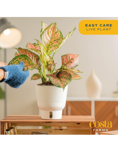 Planta Aglaonema Costa Farms en Maceta de Autorriego 50 cm