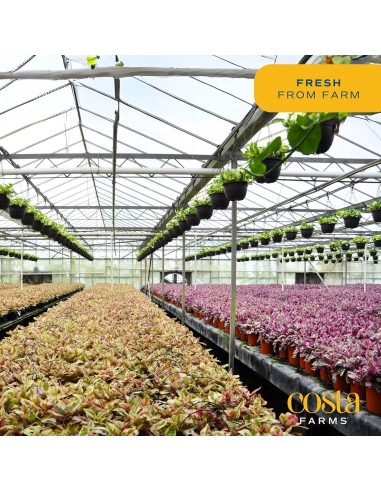 Planta Aglaonema Costa Farms en Maceta de Autorriego 50 cm