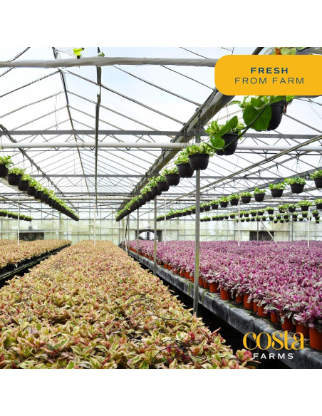 Planta Aglaonema Costa Farms en Maceta de Autorriego 50 cm Planta Aglaonema Costa Farms en Maceta de Autorriego 50 cm