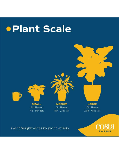 Planta Aglaonema Costa Farms en Maceta de Autorriego 50 cm Planta Aglaonema Costa Farms en Maceta de Autorriego 50 cm