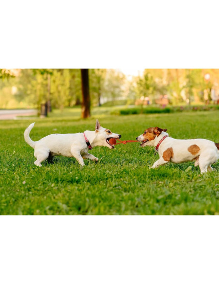 Pelota de Entrenamiento para Perros Vitalili 5cm con Cuerda
